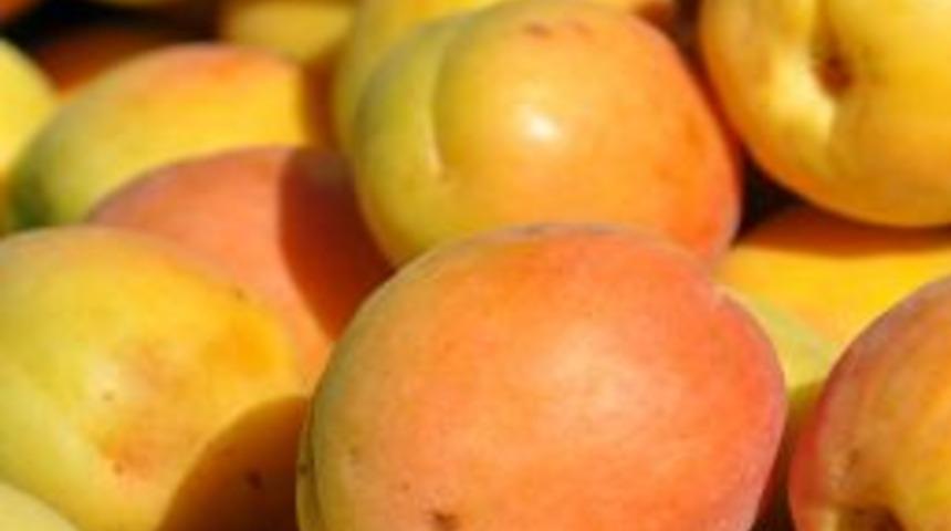 Kayısıda &lsquo;akreditasyon&rsquo; d&ouml;nemi