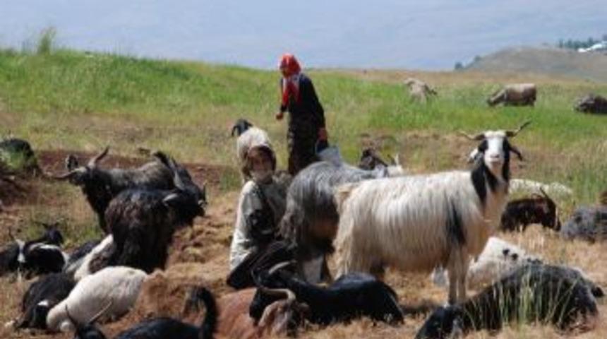 Muş&rsquo;ta koyun ve ke&ccedil;i sayısını tespit &ccedil;alışması başlatıldı
