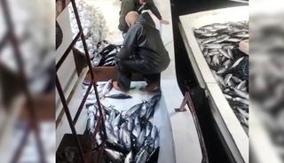 5 bin palamut tekneye sığmadı, yardıma başka tekne geldi