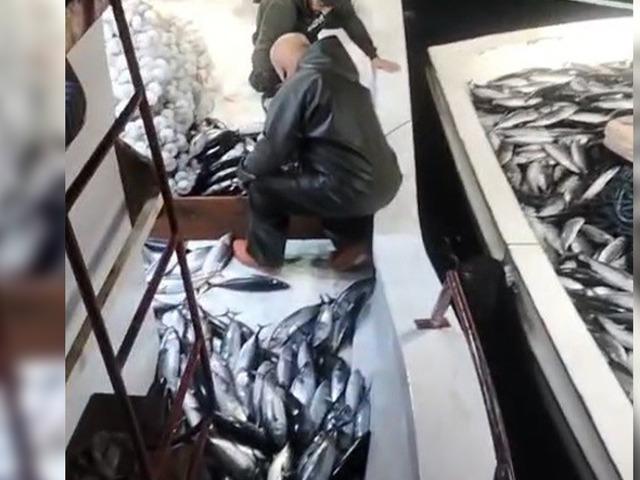 5 bin palamut tekneye sığmadı, yardıma başka tekne geldi