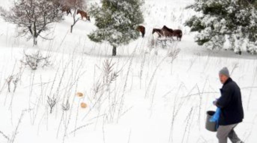 Manisa Spil Dağı'nda yaban hayvanlarını yemleme &ccedil;alışmaları devam ediyor