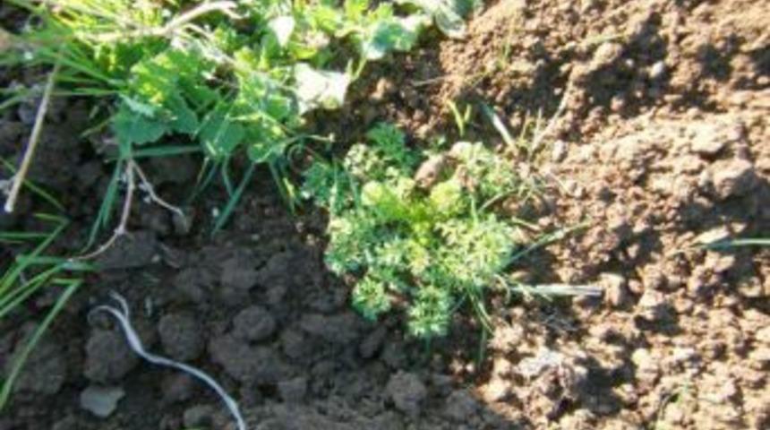 Zararlı otlar, y&uuml;zde 31,62 oranında &uuml;r&uuml;n kaybına neden oluyor