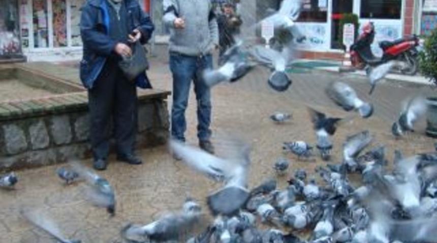 A&ccedil; g&uuml;vercinleri vatandaşlar besliyor