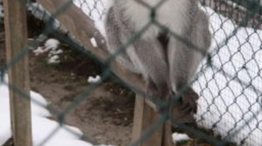 Karadeniz iklimine alışan tropikal b&ouml;lge hayvanları kardan etkilenmiyor