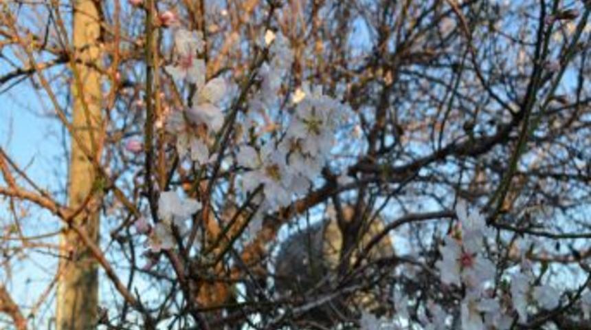 Badem ağa&ccedil;ları kış ortasında &ccedil;i&ccedil;ek a&ccedil;tı