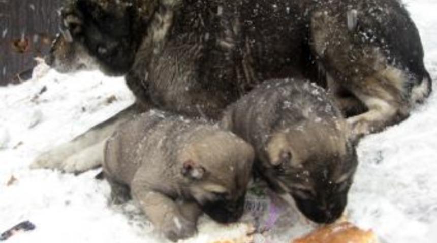 Erzurum'da 611 k&ouml;y yolu ulaşıma kapandı