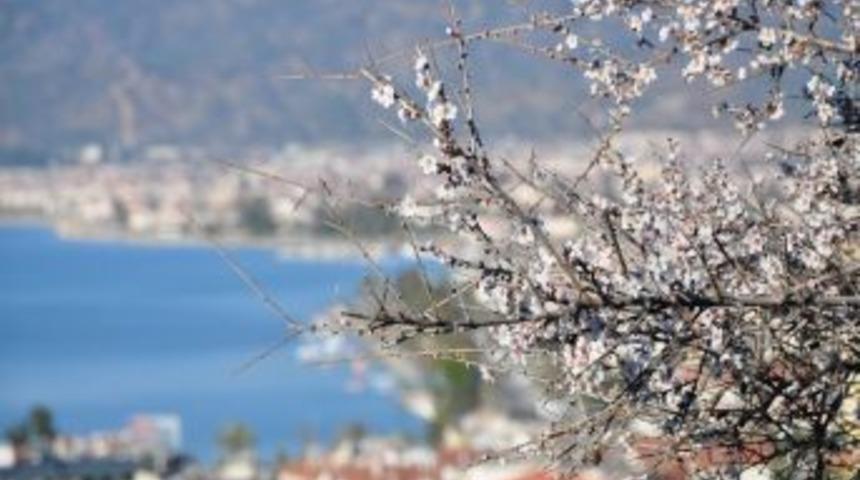 Fethiye&rsquo;de badem ağa&ccedil;ları &ccedil;i&ccedil;ek a&ccedil;tı