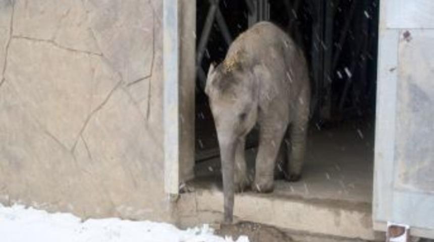 İzmir'e kar yağınca 'İzmir' adlı yavru fil şaşırdı