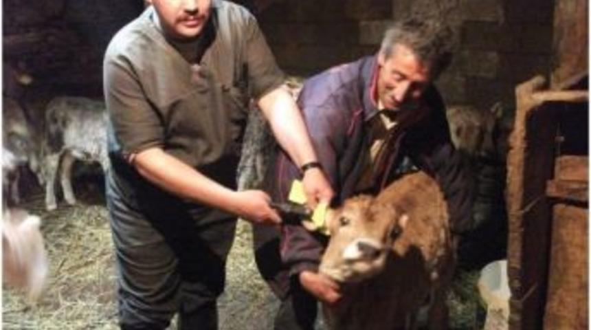 Hınıs'ta 7 g&uuml;n 24 saat veteriner hekim hizmeti verilecek