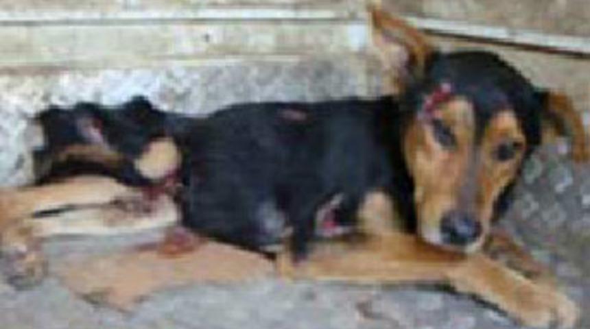 K&ouml;peğe tecav&uuml;z ve işkence