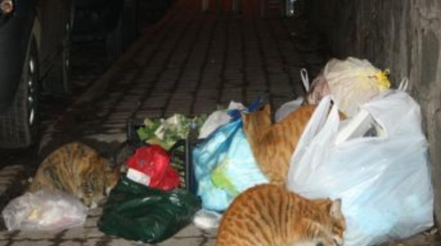 A&ccedil; kalan kediler, &ccedil;&ouml;p atma saatinin gelmesiyle n&ouml;bet tutuyor