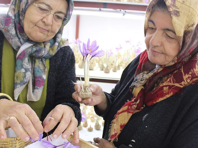 &ldquo;Kayseri'de yetişmez&rdquo; denileni yetiştirdi! D&uuml;nyanın en değerli baharatlarından