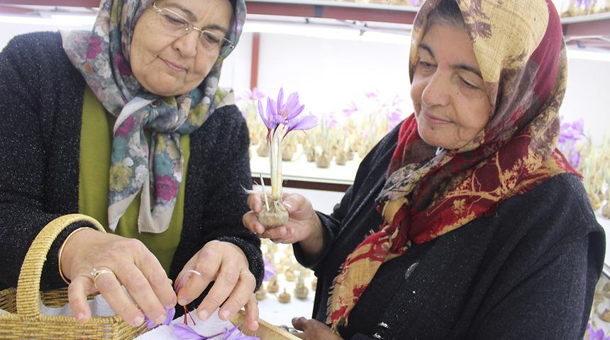 &ldquo;Kayseri'de yetişmez&rdquo; denileni yetiştirdi! D&uuml;nyanın en değerli baharatlarından