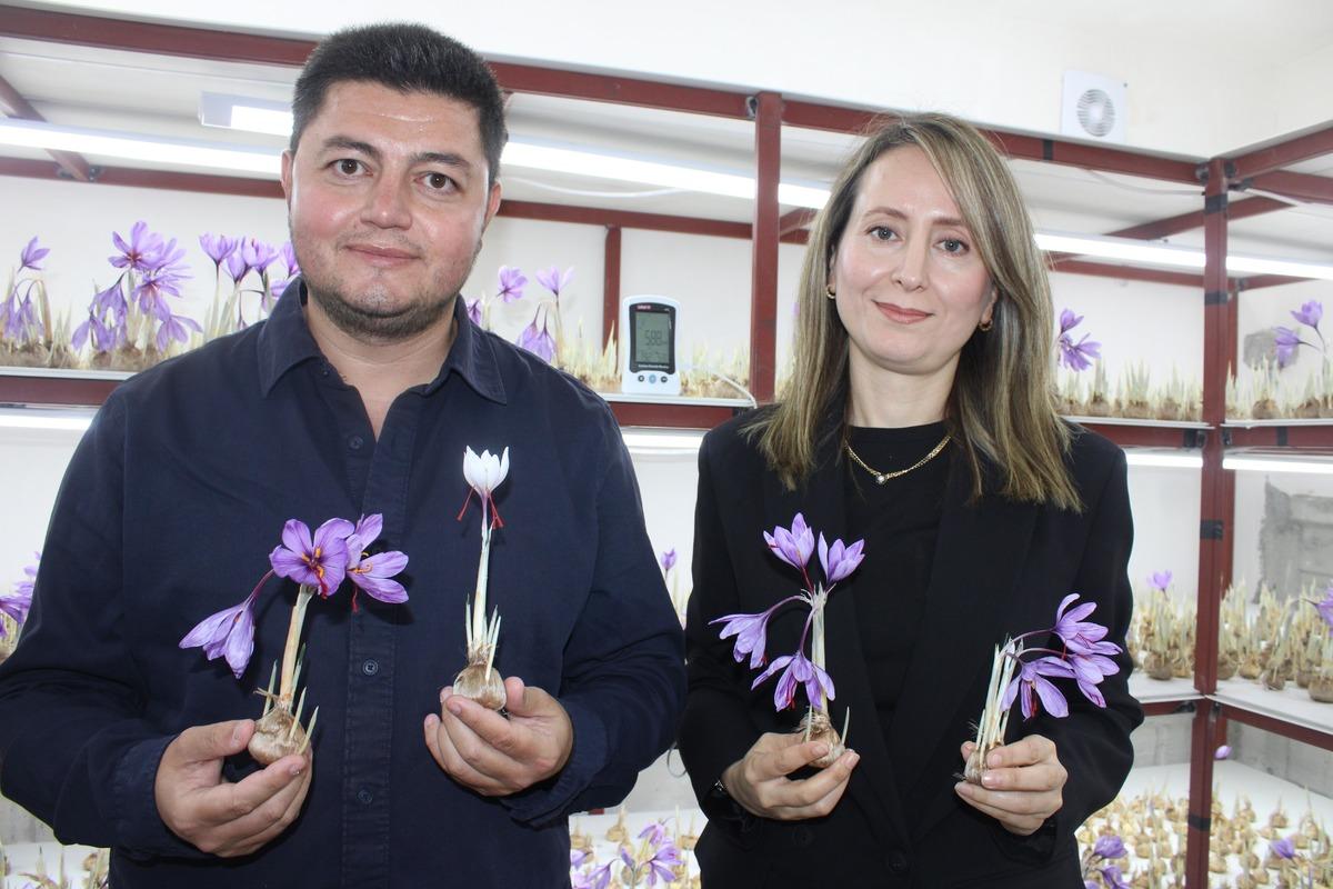 “Kayseri de yetişmez” denileni yetiştirdi! Dünyanın en değerli baharatlarından 2
