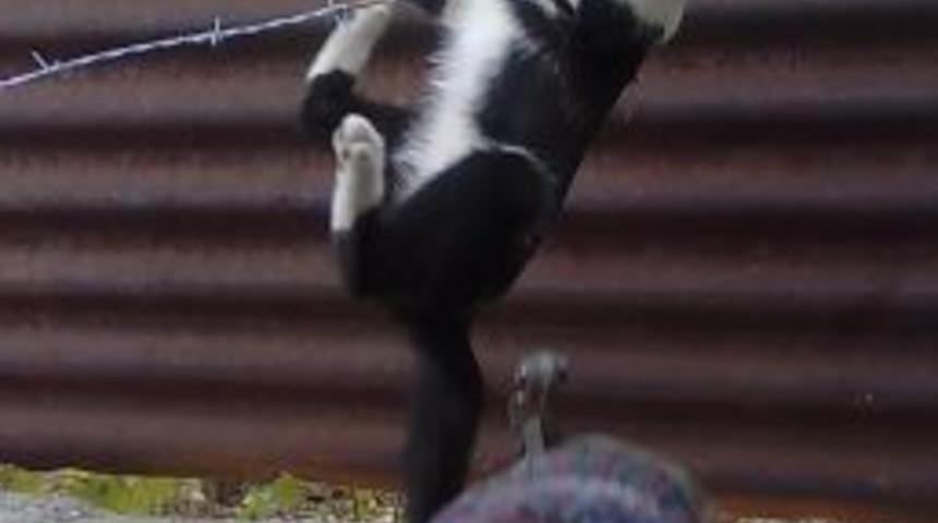 Kedi d&ouml;rt ayak &uuml;zerine d&uuml;şemedi, tellere takıldı