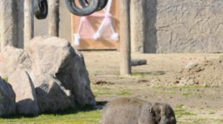 Yavru fil İzmir'in doğum g&uuml;n&uuml; kutlanacak