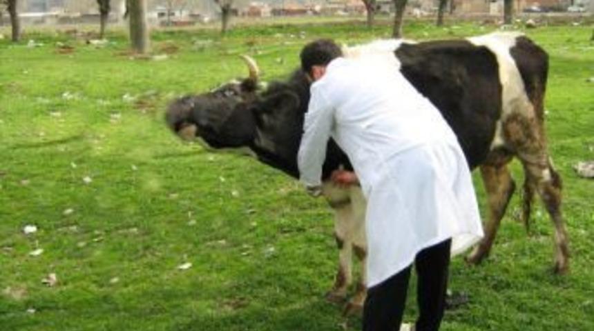 Turhal genelinde 22 bin 724 b&uuml;y&uuml;kbaş hayvana şap aşısı yapıldı