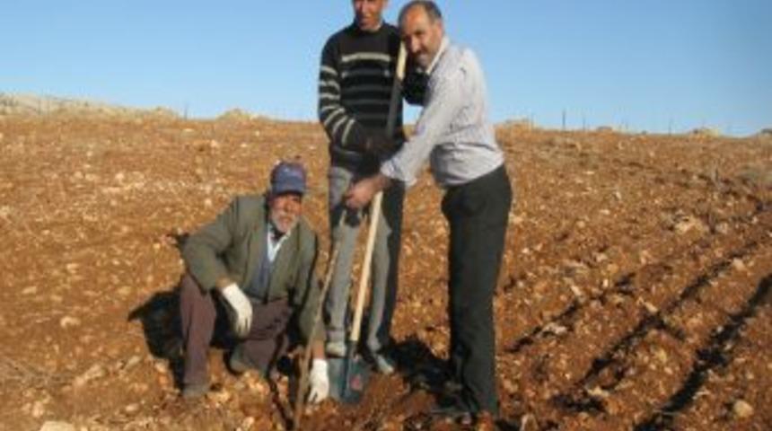 Serada organik Antepfıstığı fidanı yetiştiriyor