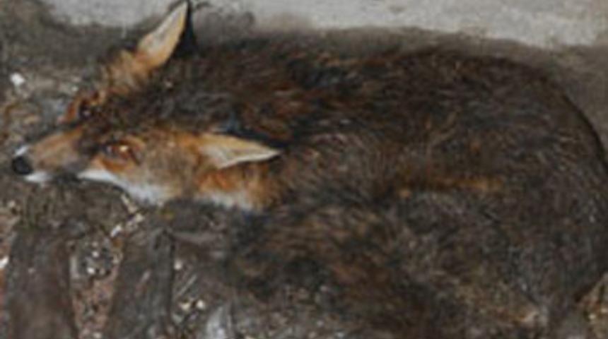 Dama çıkan tilki havalandırmadan düştü!