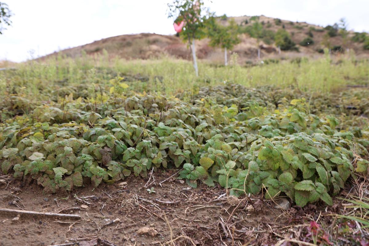 Boş araziyi değerlendirmek istedi, şimdi ürünlerini çay fabrikalarına satıyor 2