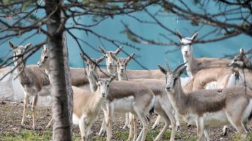Kalaba Vadisi'nde ceylanlar yeni yerlerine taşındı