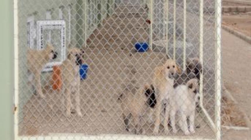 Başıboş k&ouml;peklerden sonra kediler de rehabilite edilecek