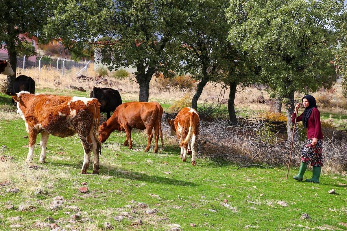 İki inekle başladığı hayvancılıkta k&ouml;y&uuml;n "hanımağa"sı oldu 2