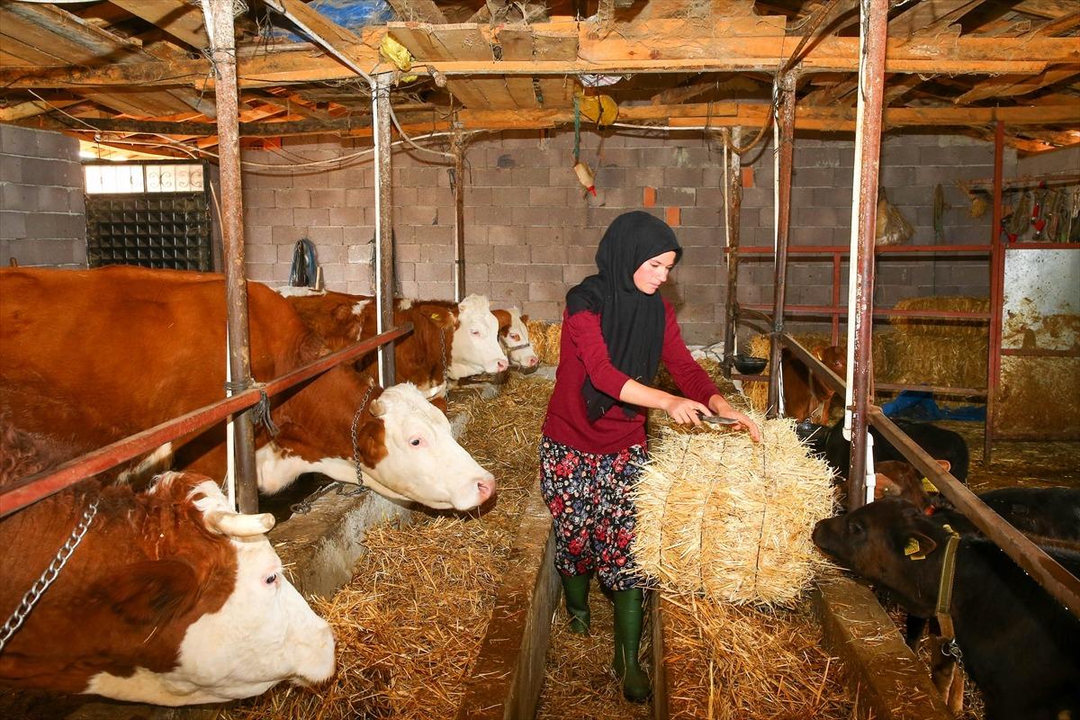 İki inekle başladığı hayvancılıkta k&ouml;y&uuml;n "hanımağa"sı oldu 3