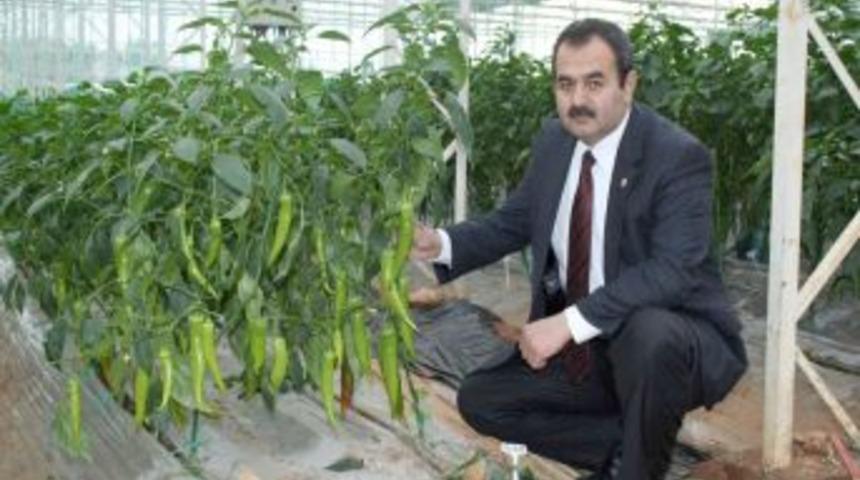 AK Parti'li Samani: İsrail menşeli tohum kullanımı y&uuml;zde 5&rsquo;lere geriledi