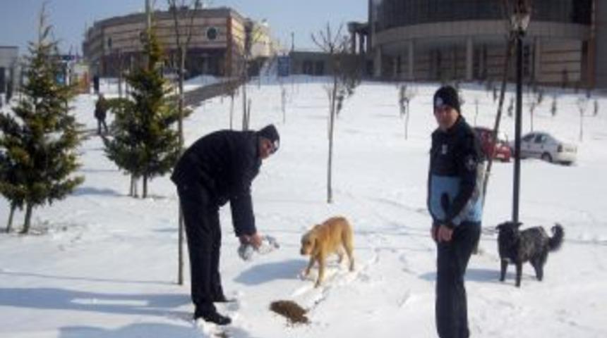 A&ccedil; kalan sokak hayvanlarının imdadına zabıta yetişti