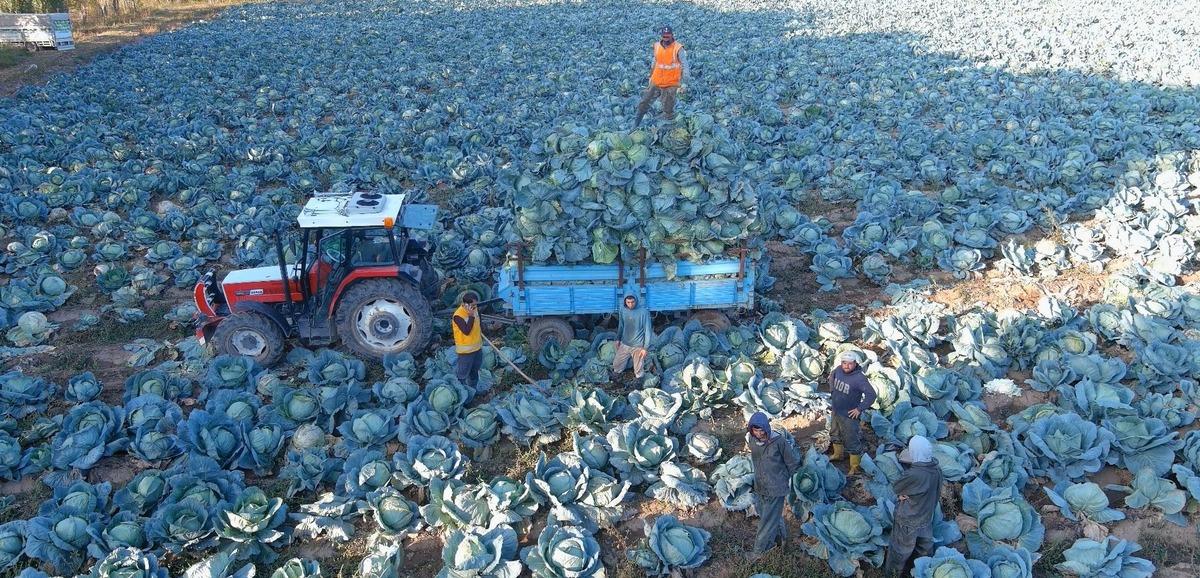 Nesilden nesile &uuml;retiliyor! Tescilli lezzetin tanesi 100 TL den satılıyor 1