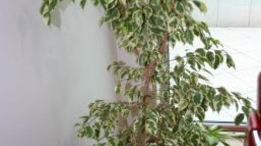 "&Ccedil;i&ccedil;eklerinizi kışın cama fazla yaklaştırmayın"