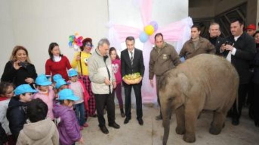 İzmir isimli fil i&ccedil;in doğum g&uuml;n&uuml; d&uuml;zenlendi