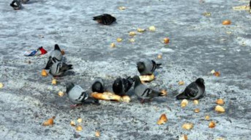 Kuşların soğuk ve açlıkla mücadelesi