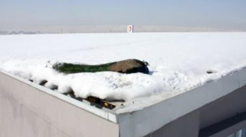 &Ccedil;atıya d&uuml;şen yaralı tavus kuşunu itfaiye kurtardı