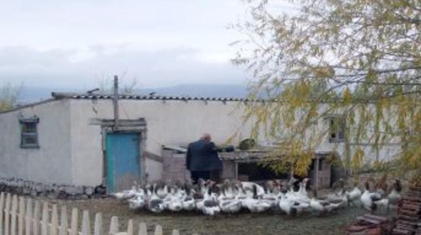 Sendilhöyük'te kazın eti, tüyü, yumurtası değerlendiriliyor