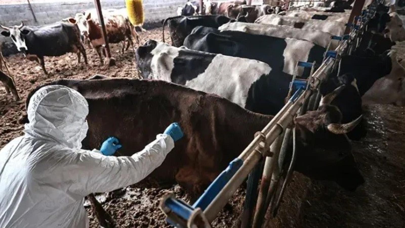 Kahramanmaraş'ta 5 mahallede şap karantinası