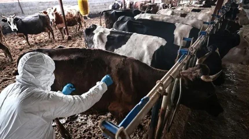 Kahramanmaraş'ta 5 mahallede şap karantinası