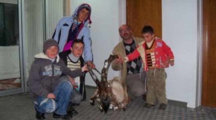 A&ccedil; kalan dağ ke&ccedil;isi yola indi