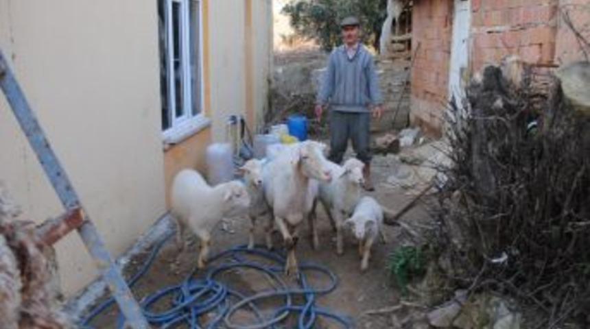 Sakız isimli koyun bir batında d&ouml;rd&uuml;z yavruladı