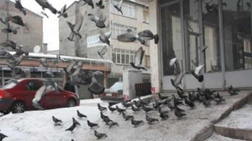 Yiyecek bulmakta zorlanan kuşlara esnaf sahip &ccedil;ıkıyor