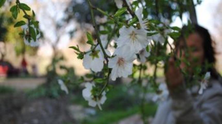Manavgat'ta badem ağa&ccedil;larından sonra erikler de &ccedil;i&ccedil;ek a&ccedil;tı