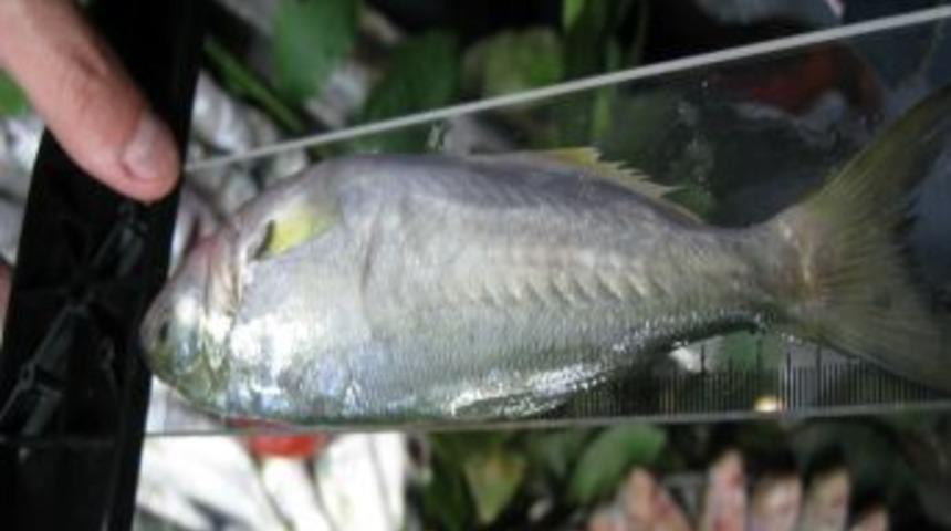 Bakanlıktan yasa dışı su &uuml;r&uuml;nleri avcılığına sıkı takip