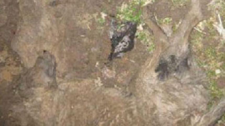 İpsala'da k&ouml;pek katliamı