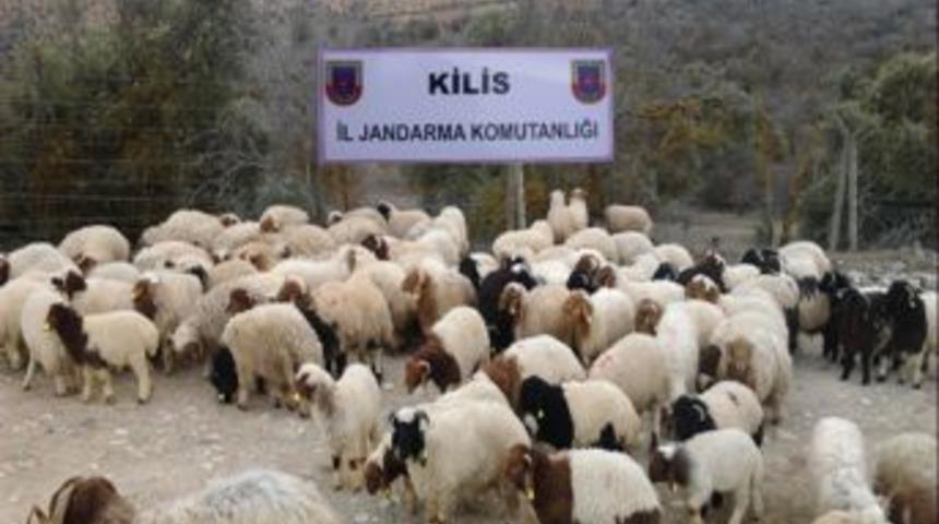 Kilis'te ka&ccedil;ak hayvan, &ccedil;ay ve t&uuml;fek ele ge&ccedil;irildi