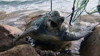 Carettayı iple boğarak öldürdüler