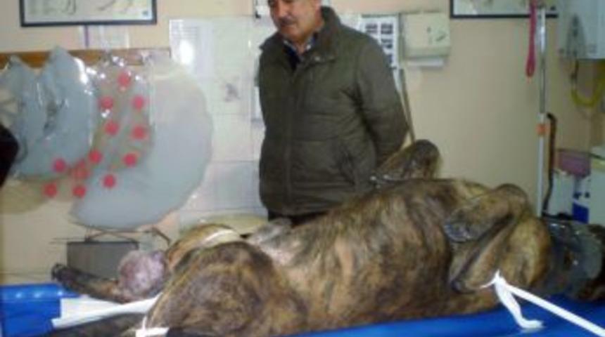 K&ouml;peğin ayağındaki kanserli t&uuml;m&ouml;r ameliyatla alındı