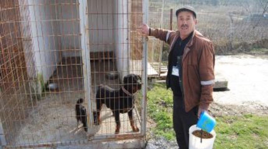 Belediye: Gemlik&rsquo;teki sokak hayvanlarına sahip &ccedil;ıkıyoruz