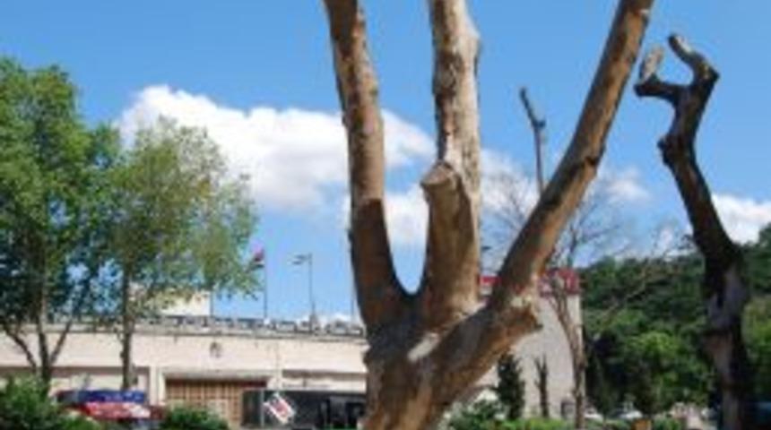 Dolmabah&ccedil;e'de kesilen hastalıklı ağa&ccedil;ların yerine yenileri dikilecek