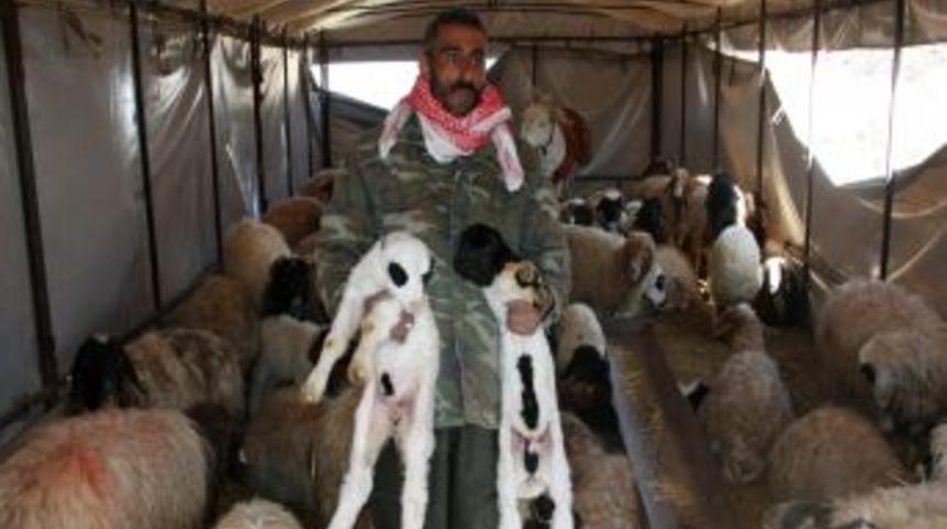 Su altında kalan ahırda koyunlar kuzuladı isimleri Asi oldu